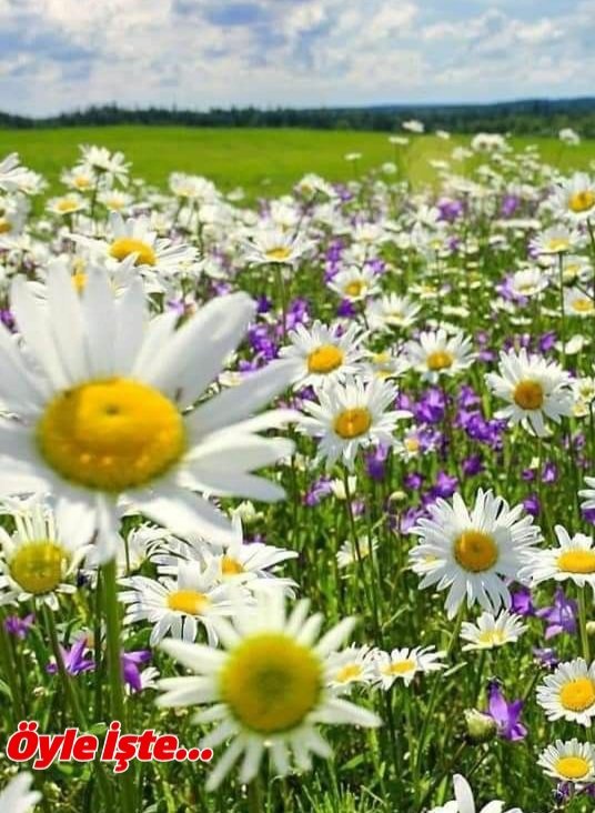 ***
GÖNÜL hangi mevsimi yaşıyorsa, ÖMÜR de onu yaşarmış...

Gönlünüzün mevsimi hep BAHAR olsun...💙

#Günaydın ☕🌻🌺🦋