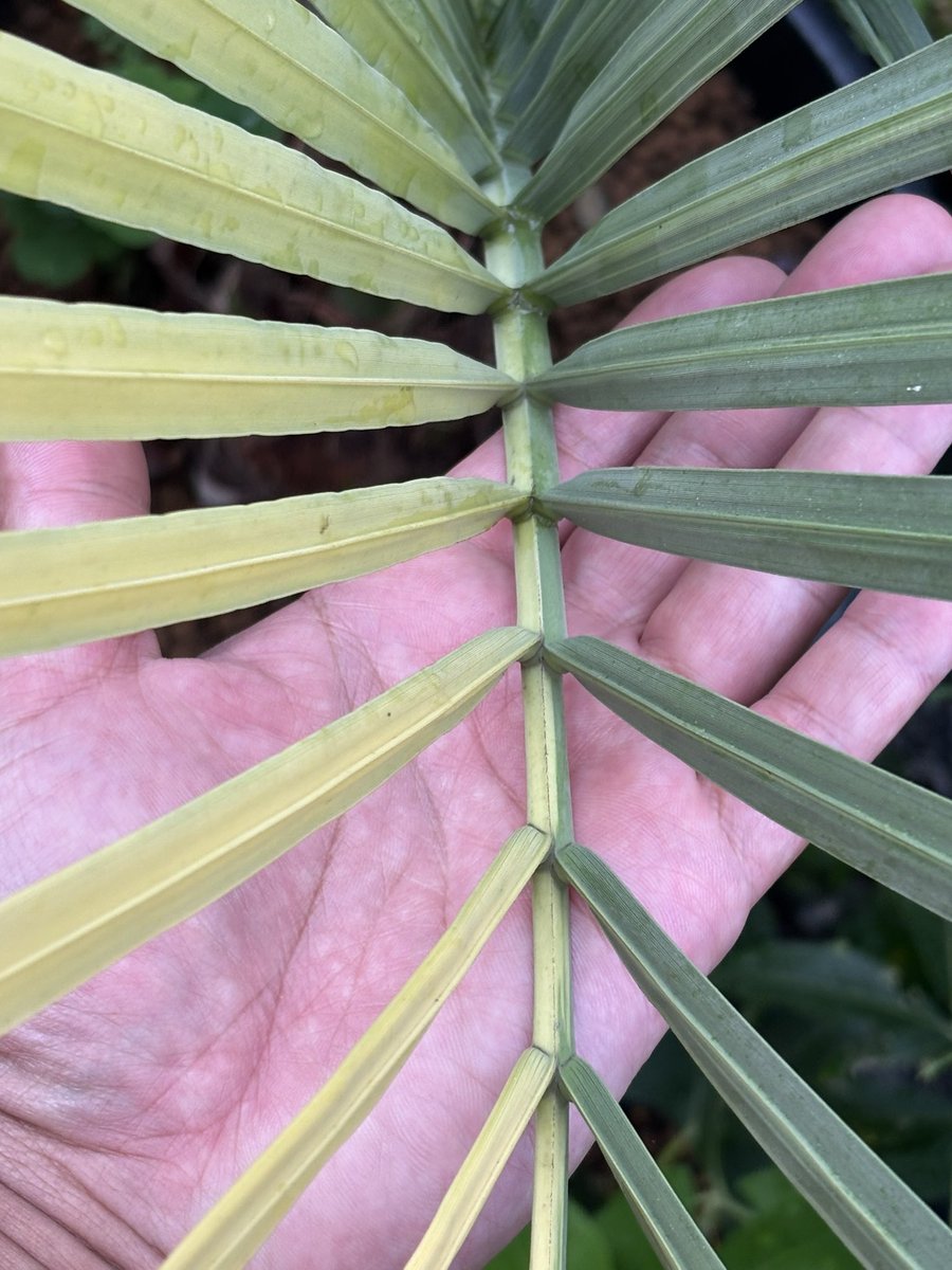 AtsuoGarden's tweet photo. 🌴Variegated Palm Beauty
This rare variegated palm shows soft yellow and green striping — so calming to look at.
A true collector’s gem and a peaceful presence in any garden.
Yes, it’s real — and yes, we grow it in Japan 🇯🇵🪴

#VariegatedPlants #PalmLovers #RarePalm https://t.co/OKL6CtUvcl