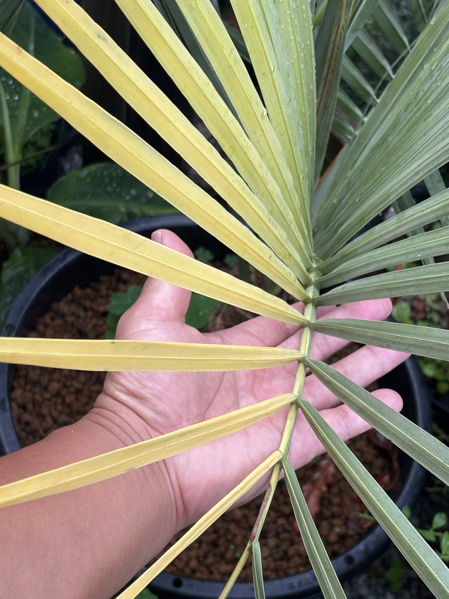 AtsuoGarden's tweet photo. 🌴Variegated Palm Beauty
This rare variegated palm shows soft yellow and green striping — so calming to look at.
A true collector’s gem and a peaceful presence in any garden.
Yes, it’s real — and yes, we grow it in Japan 🇯🇵🪴

#VariegatedPlants #PalmLovers #RarePalm https://t.co/OKL6CtUvcl