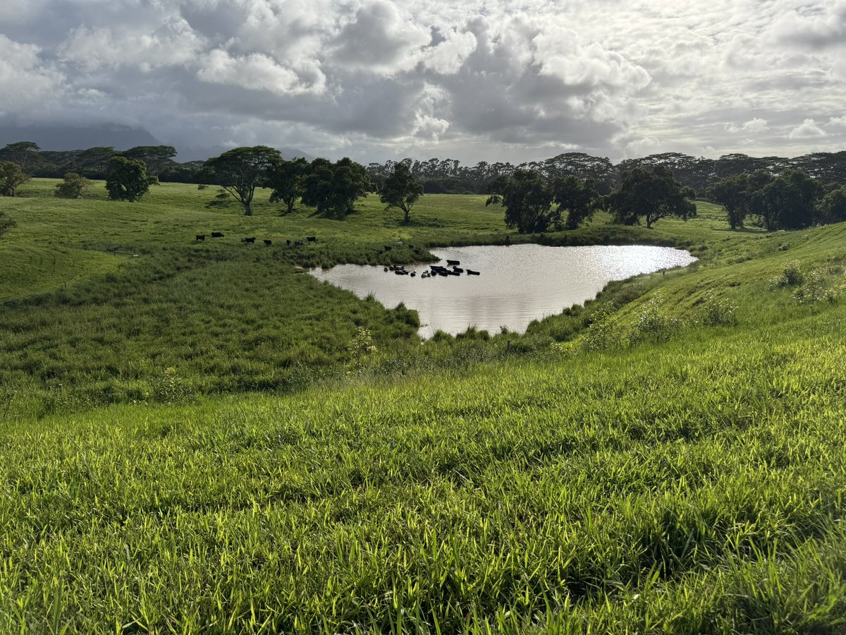 Afternoon cool off 🐄 
#Kauai #JurassicPark