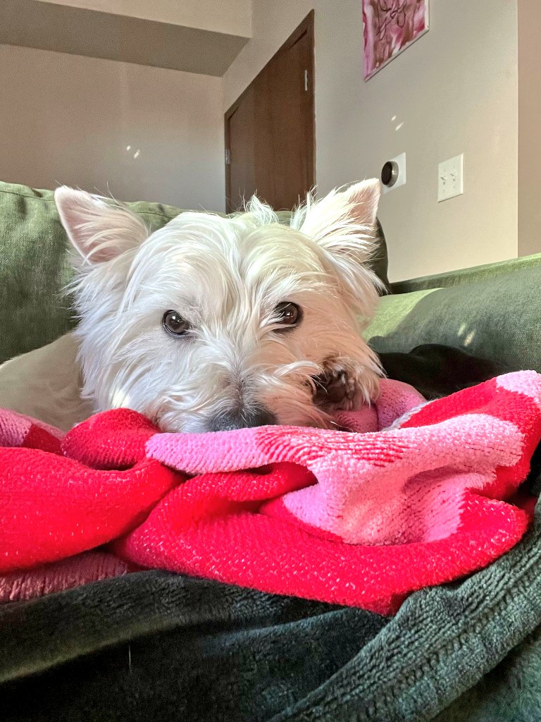 ymon32156's tweet image. 🐶🌺💕❤️🌺🐶❤️🌺🎶💕🐶🐶🌺