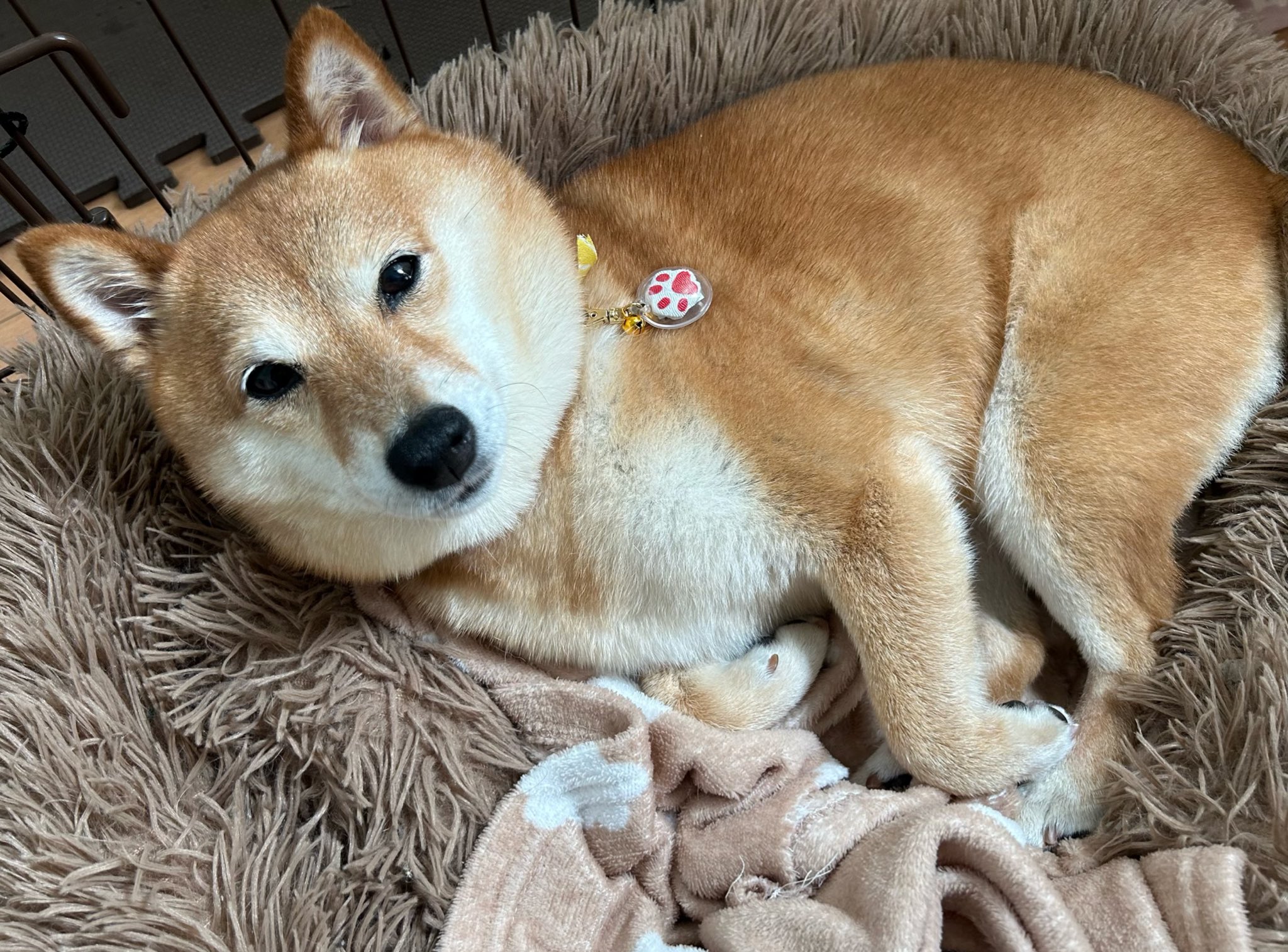 屋外照明 ソーラーライト 犬 かわいい センサーライト ガーデン