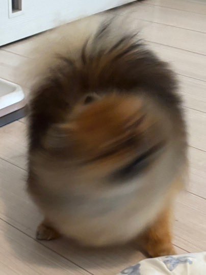 jun_pomeranian's tweet image. 大遅刻 ギリギリ犬選手権