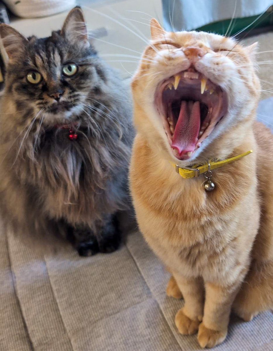 ガオー