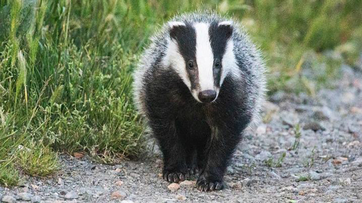 Badger TB vaccinations increased to a record high by 24% across the country last year, as part of a major drive to increase badger vaccination and end the badger cull.

overthecounter.news/badger-tb-vacc…