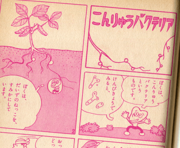 根粒バクテリア 