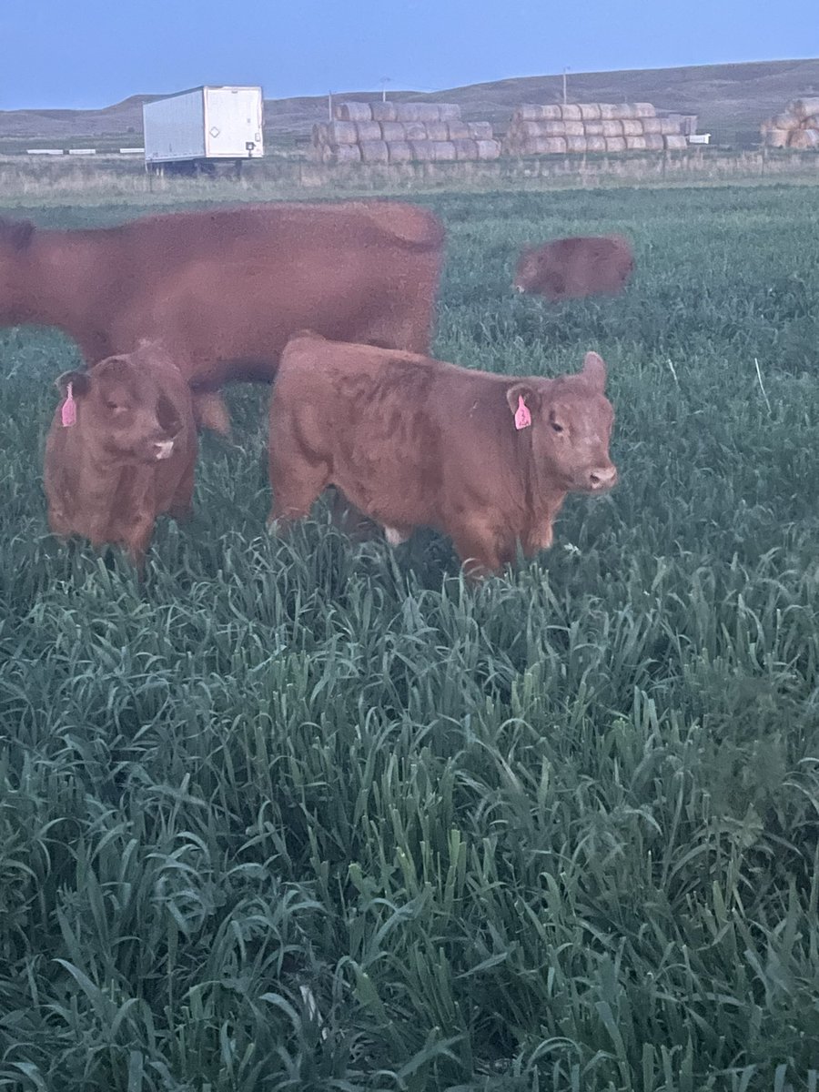 funkinator97's tweet image. Red cattle, green feed for em, and leftover hay in the background. Feel like I’ve made the big time