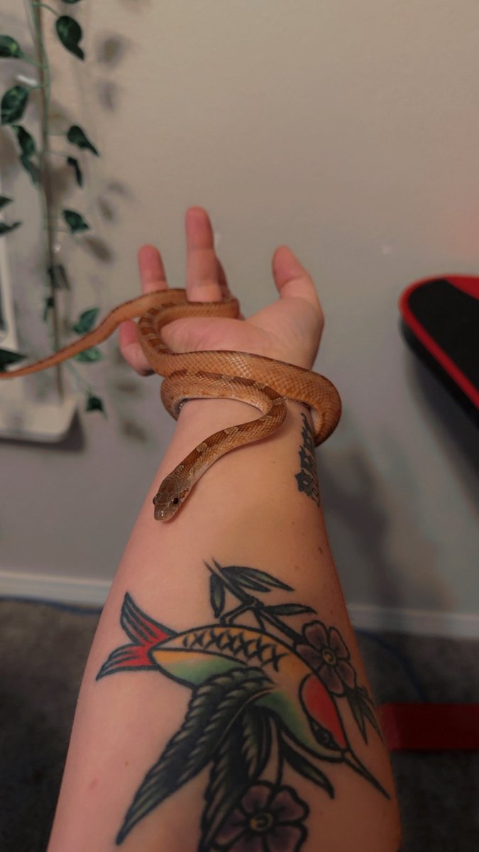 LimitLiz98's tweet photo. Snake cam on stream soon? 👀 🖤

This is Zeppelin ��� https://t.co/FzjRXWxi87