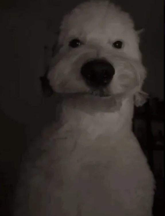 ✦ bequx ✦ tweet media