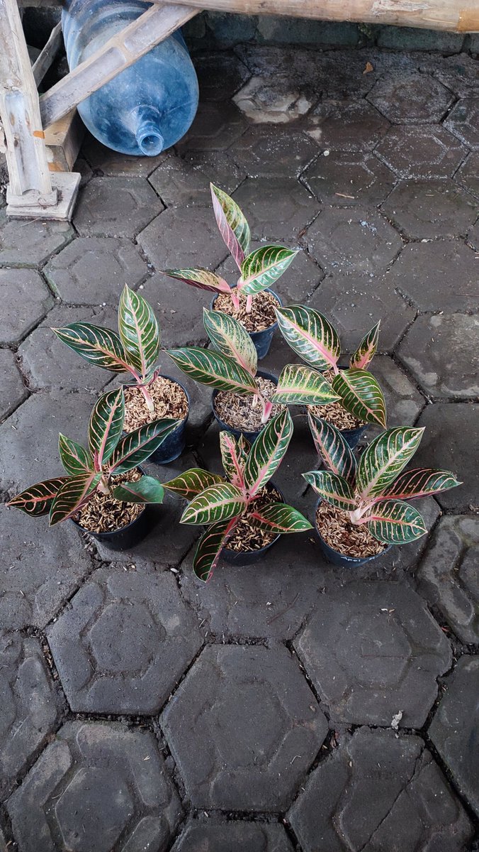 Mari Berkebun Florist tweet media