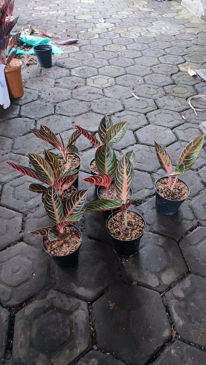 Mari Berkebun Florist tweet media