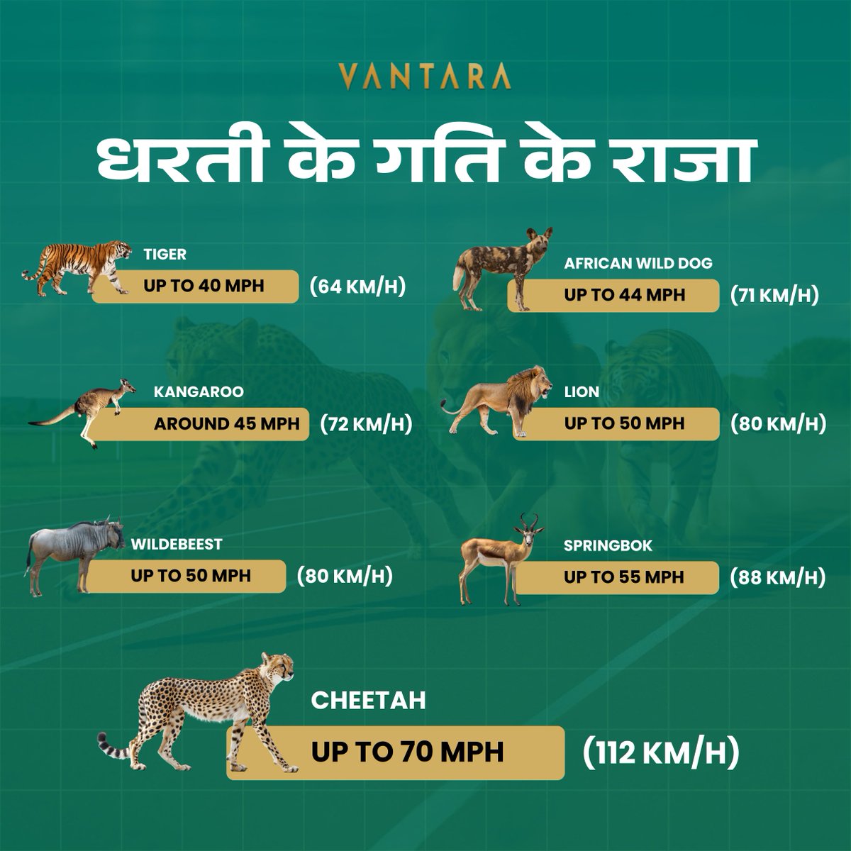 Vantarahearts's tweet image. 🌍 धरती ke asli speed kings kaun hain?
Cheetah se leke springbok tak — sabko maat milti hai jungle ki race mein! 🏁🐾Kitne ka speed aap guess kar paye?👇#Vantara #WildlifeFacts #SpeedChallenge #धरतीकेगतिकेराजा #AnantAmbani #AnimalKingdom