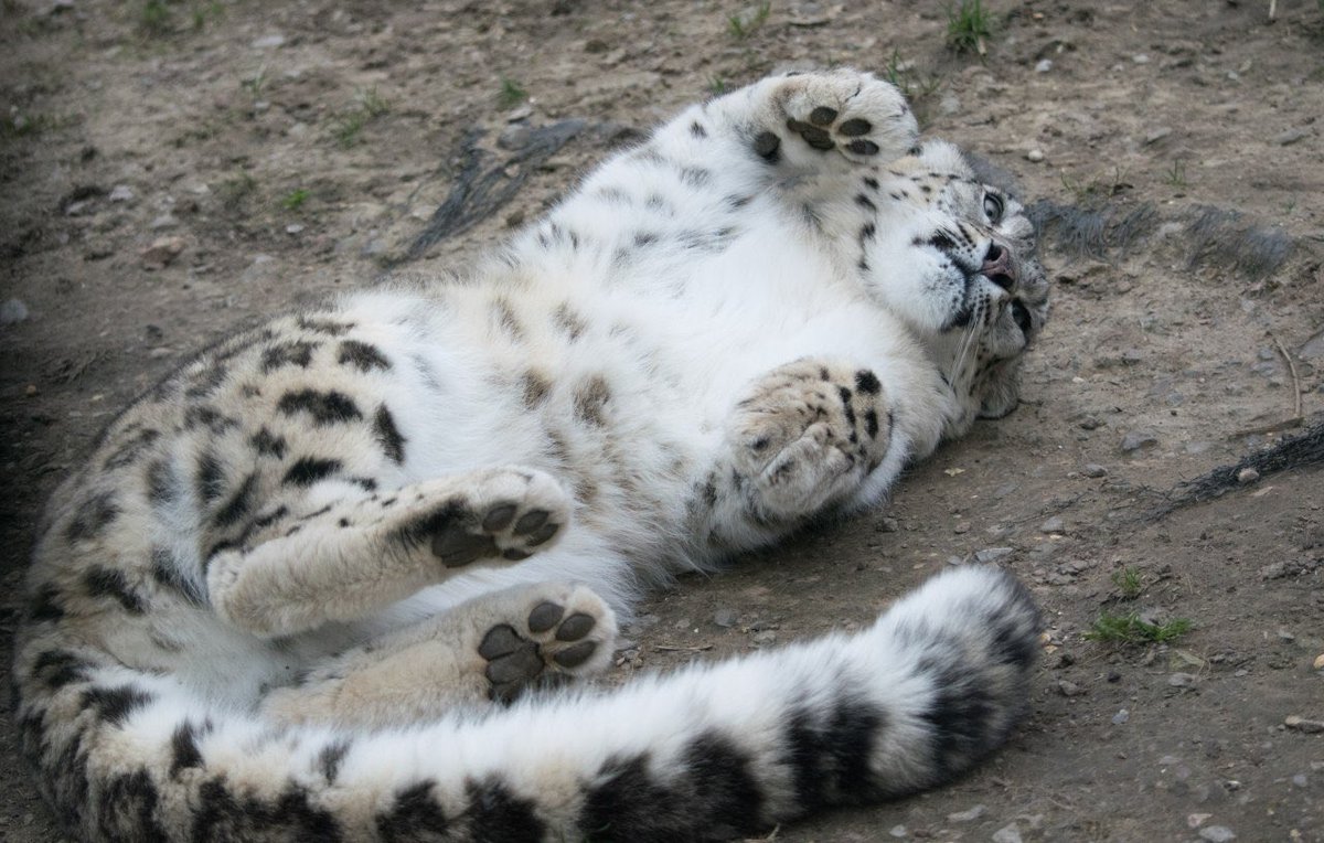 YALL FR SLEEPING ON BEDS ‼️‼️‼️