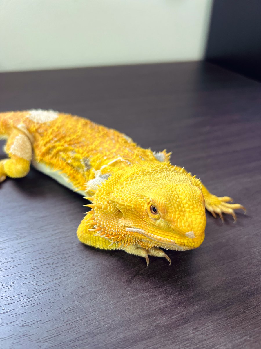 頭が真っ黄色になってきた🟡🍌🍋🦎

トランスじゃないのにここまで仕上がってくれるのは感動🥺

#フトアゴヒゲトカゲ
#エクストリームレモン