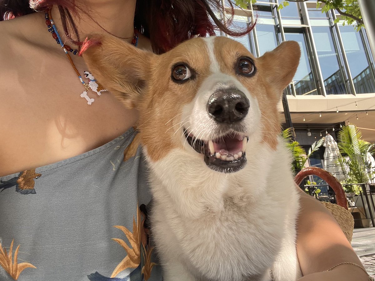 AnaTheCorgi's tweet image. Happy Today
#corgicrew