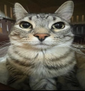 AlwaysAlele's tweet image. Nueva foto de perfil me canse de tener mi cara ahi toda fea ahora sere un gato
