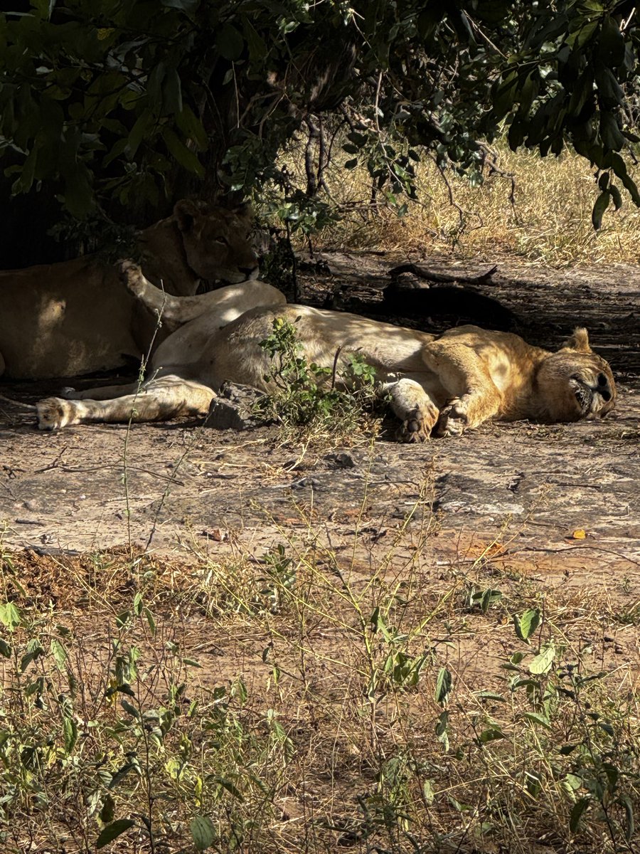 grantgeo's tweet photo. @ptj_offiicial Singita Pamushana.  Perhaps the most magical place on earth https://t.co/IsE1sO77qA