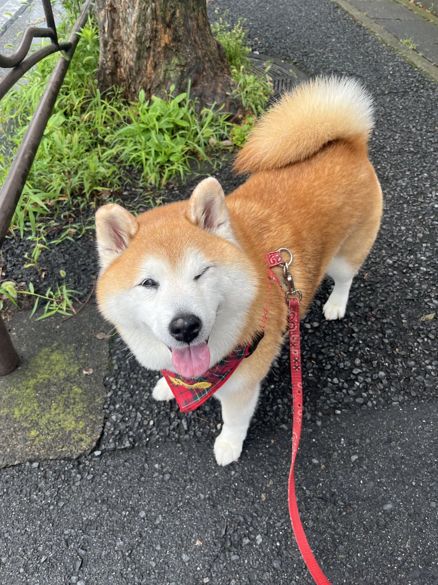 暑いけどもう少しがんばろうね〜と声かけたらウインクされた😳
レベルアップまるちゃん🫶