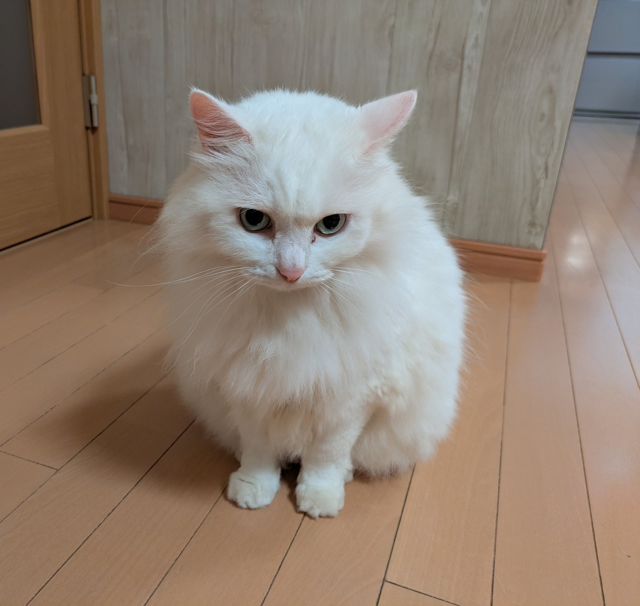 猫しば (@1223cat.bsky.social) — Bluesky
