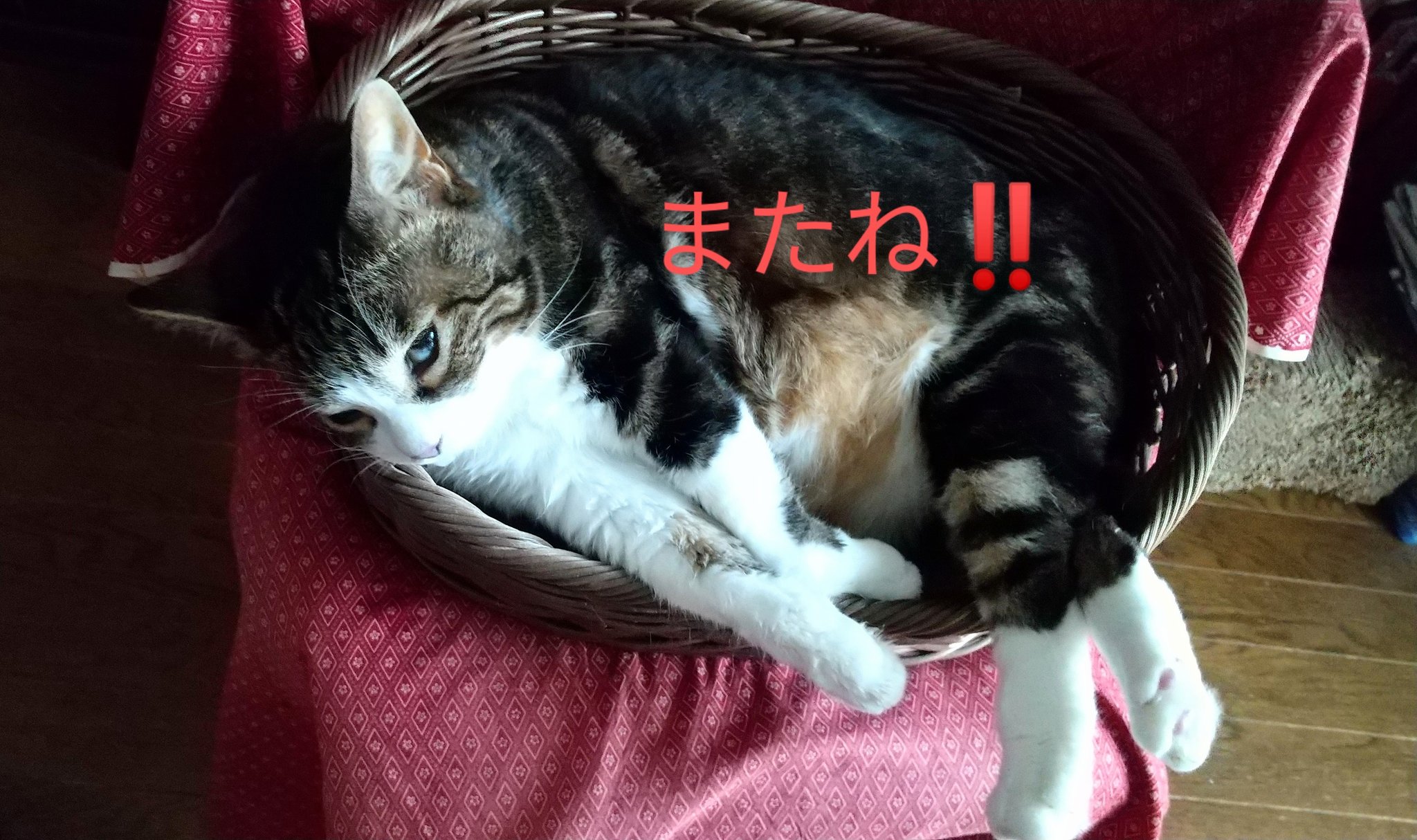 可愛い白猫黒猫ツインピアス2 窓の外を眺めている2匹の猫』かと思ったら…まさかの『衝撃的な
