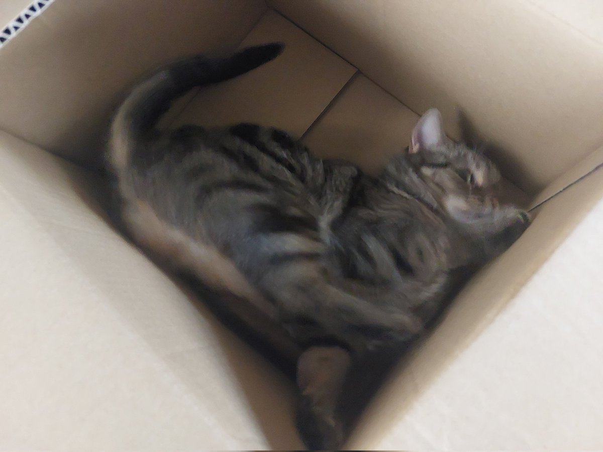 朝からダンボールの中で暴れまくってるんだけどwww