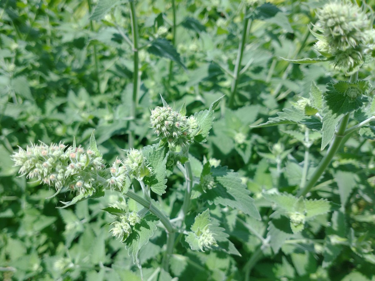 CatnipKittyCat's tweet photo. Every day brings new progress with our #kittycatnip #flower development. These images show our tiny 2mm #flower #buds which are about ready to pop. Next comes the bees. Then after #pollination they will transform into our flavorful #cat #loving #catnip seed buds. Stay Tuned! https://t.co/1rNDixautQ