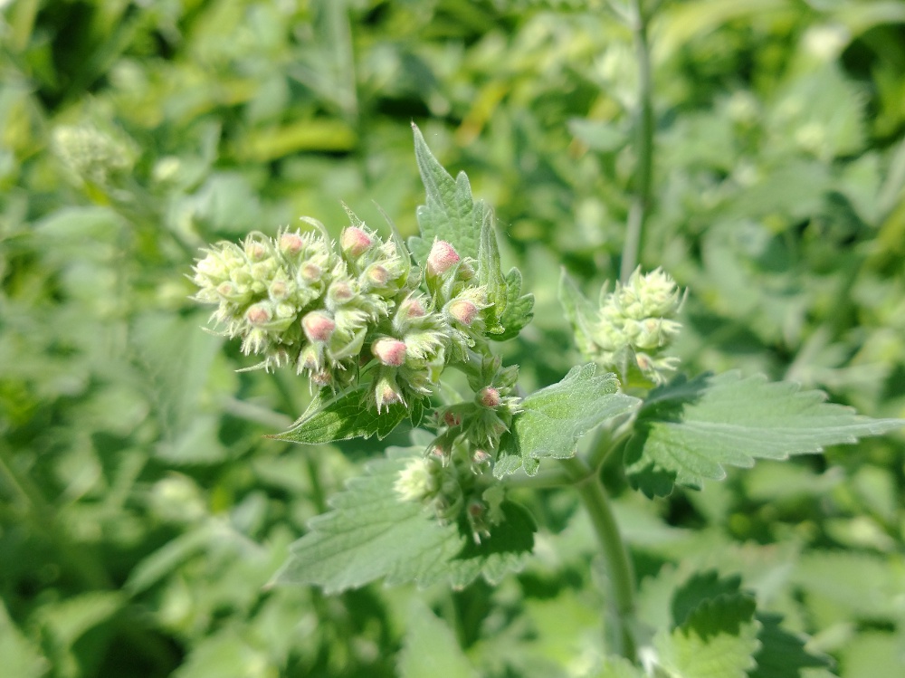 CatnipKittyCat's tweet photo. Every day brings new progress with our #kittycatnip #flower development. These images show our tiny 2mm #flower #buds which are about ready to pop. Next comes the bees. Then after #pollination they will transform into our flavorful #cat #loving #catnip seed buds. Stay Tuned! https://t.co/1rNDixautQ