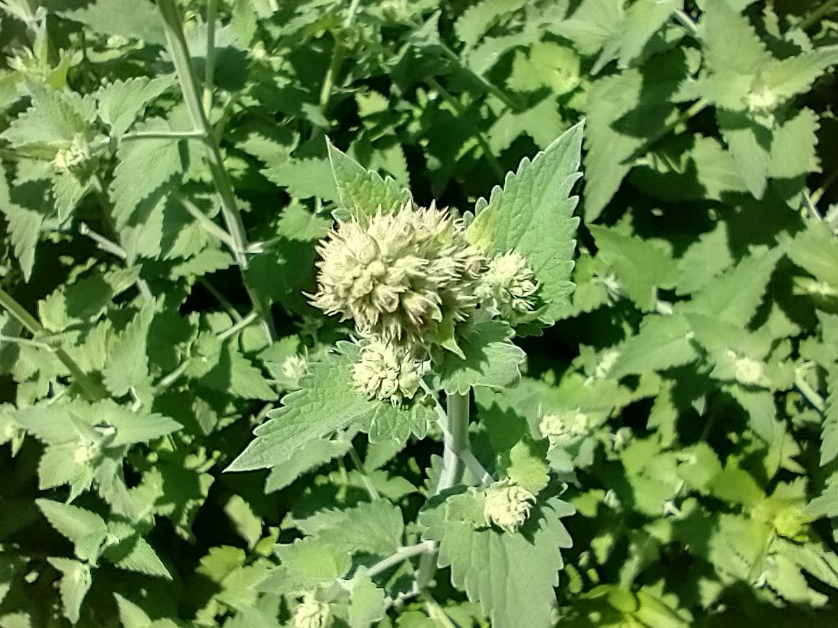 CatnipKittyCat's tweet photo. Every day brings new progress with our #kittycatnip #flower development. These images show our tiny 2mm #flower #buds which are about ready to pop. Next comes the bees. Then after #pollination they will transform into our flavorful #cat #loving #catnip seed buds. Stay Tuned! https://t.co/1rNDixautQ