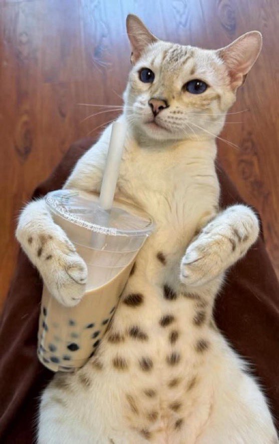 Catsillyness's tweet photo. He is boba https://t.co/4zsubFOXse