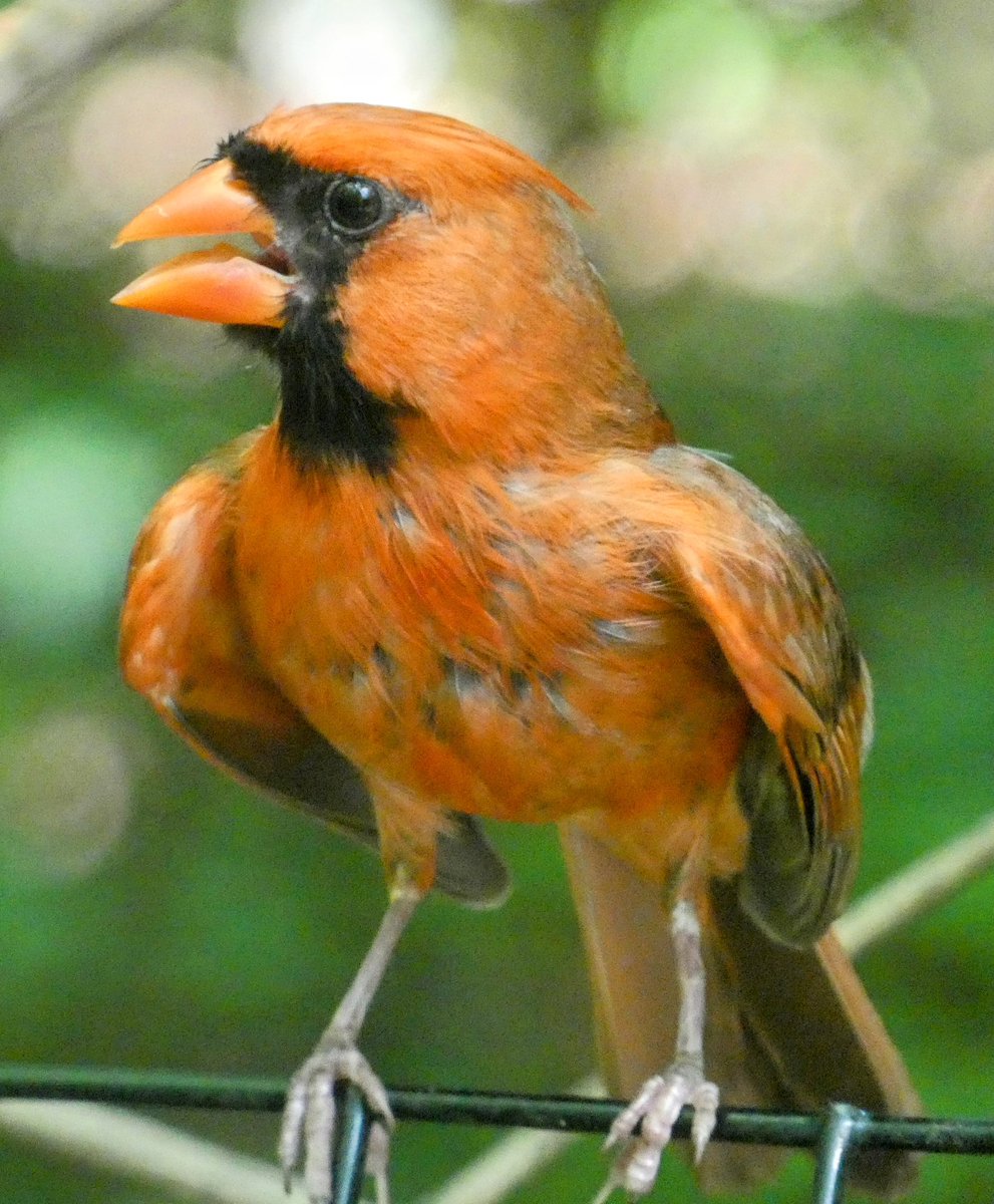 I think birds must open their beaks to cool off. I’ve never seen so many slack jawed avians than I did Wednesday in <a href="/CentralParkNYC/">Central Park</a> #BirdTwitter #wildlifephotography #BirdsSeenIn2025  #birdcpp #birdcpnyc #biodivercity #naturephotography #birdphotography