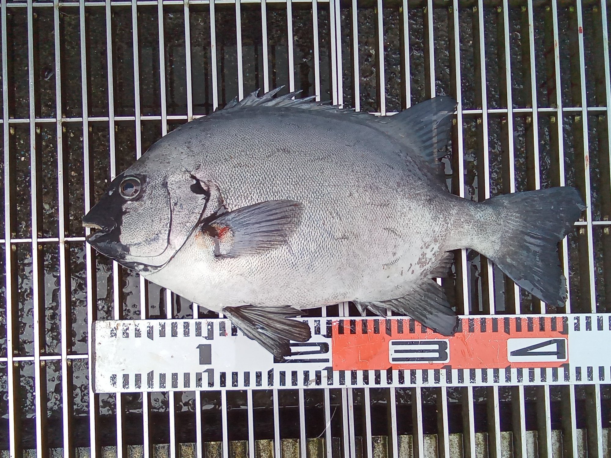 新地町海釣り公園 on X: 