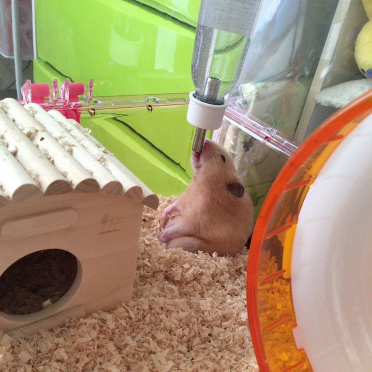 Tweets Of Hamster (@tweetsofhamster) on Twitter photo 