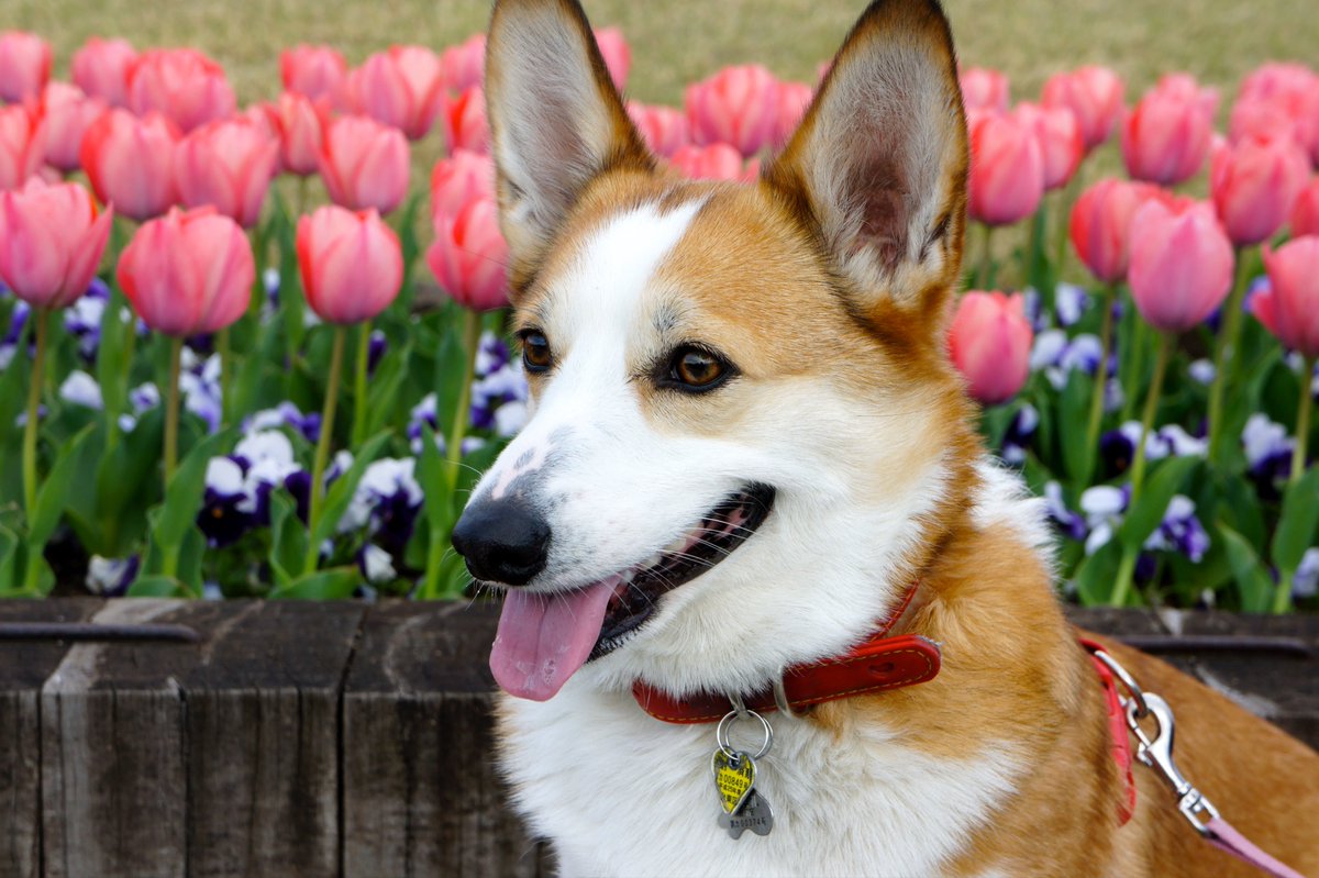 corgi_skr's tweet photo. 10年前わよ https://t.co/WFoLxZrdZ4