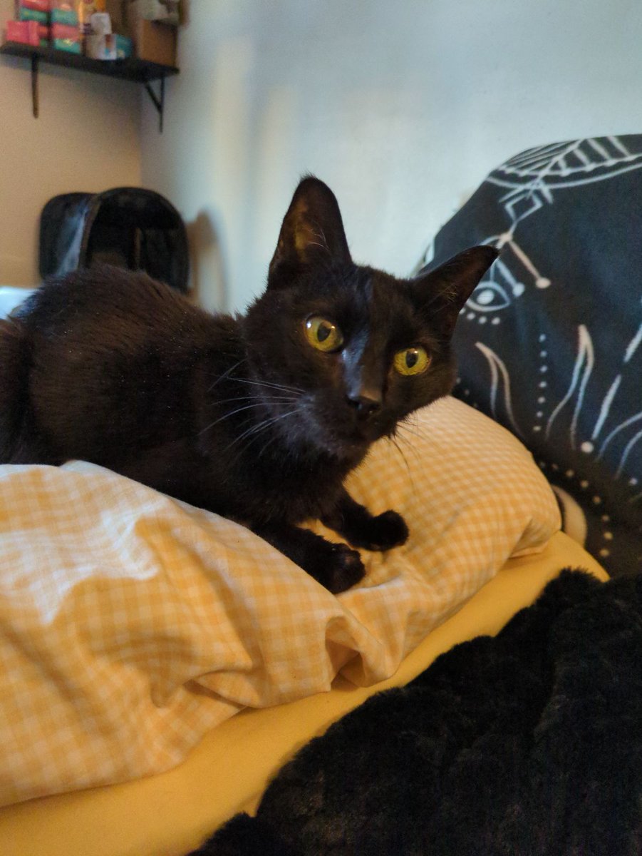 Leaping Lizard Cosplay & Gaming 💚🦎 tweet media