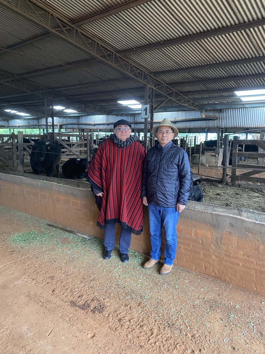 CayoRCaceres's tweet photo. CORDILLERA PRODUCTIVA. En la colonia Piraretá, Valenzuela, Eijiro y Alicia Hagashi, Producción ganadera de alta calidad. Trabajan la raza Wagyu. Proveen a los mejores restaurant nacionales. Crían unas 300 cabezas, en 15 has. En promedio unos 6m2 de tierra por animal. SE PUEDE !!! https://t.co/bE10oOfSQN