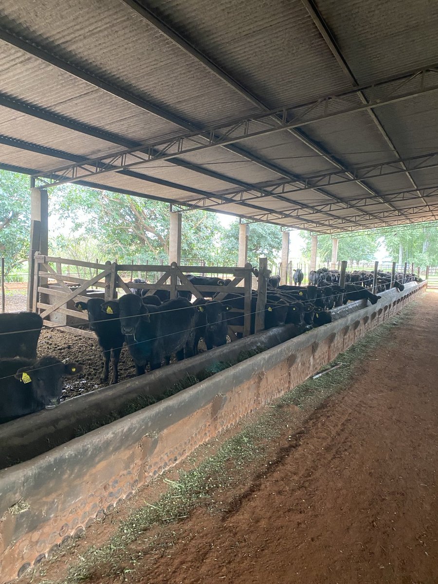 CayoRCaceres's tweet photo. CORDILLERA PRODUCTIVA. En la colonia Piraretá, Valenzuela, Eijiro y Alicia Hagashi, Producción ganadera de alta calidad. Trabajan la raza Wagyu. Proveen a los mejores restaurant nacionales. Crían unas 300 cabezas, en 15 has. En promedio unos 6m2 de tierra por animal. SE PUEDE !!! https://t.co/bE10oOfSQN