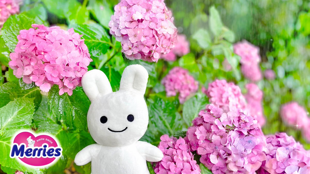 きれいなあじさい、みつけたよ！

#メリーズ #メリーズうさちゃん #あじさい