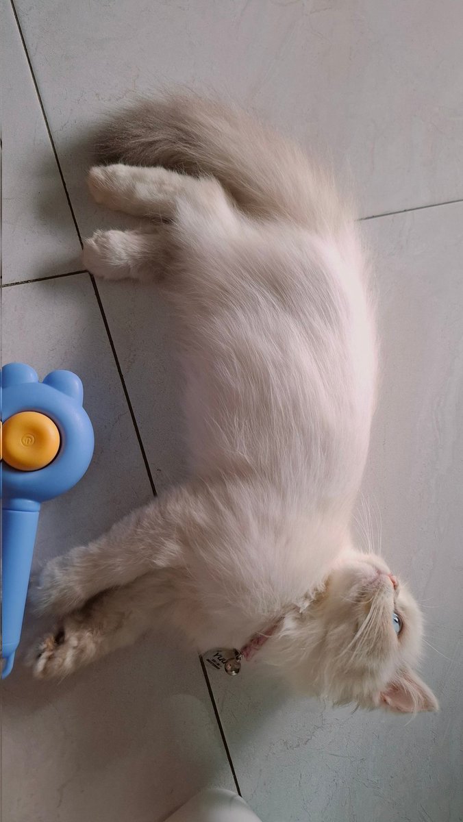 MiracleLunaa's tweet photo. @natasxya Samaaaaa. Ini bocil 1 umurnya baru 3 bulan lebih dikit, pas check up ke vet dikatain "kecil" sama dokternya krn beratnya cuma 1.3, pulang dr vet langsung gragas makan sampe mamak pusing tiap bentar ngereog minta bowlnya di refill😭🤌🏻 https://t.co/Lzu17oYddf