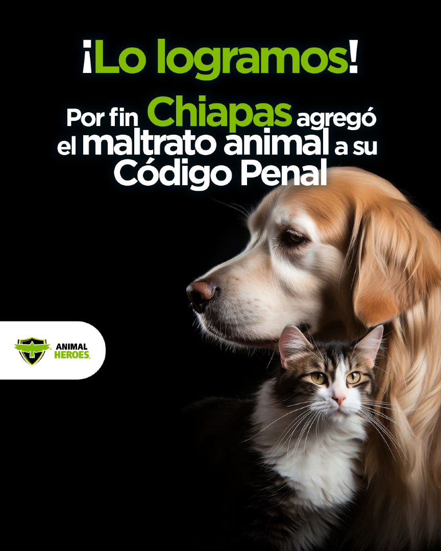 🎉🐾 ¡LO LOGRAMOS!

Chiapas ha incluido finalmente el maltrato animal en su Código Penal, dejando de ser el único estado del país donde esta crueldad no se castigaba.

Este es un paso histórico por la justicia y la protección de los animales. ⬇️