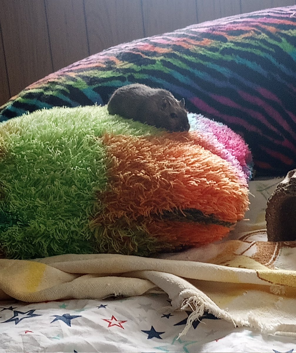<a href="/Angus_The_Bold/">Angus</a> Hi Angus, I caught Patrick on a pillow this morning and Susie on another in the afternoon. Do you have any comfy places you like to hang out? I haven't seen you on top of the car in the garage in awhile 😸