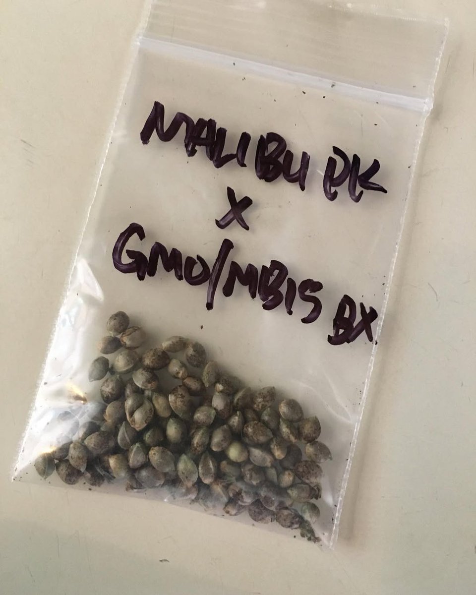 AndSeeds31007's tweet photo. Did you know you can also propagate from seeds in Grodan products? It's true! ✔️

That's why we're investing in research on the science of sowing F1 hybrid seeds in stone wool. 🧪
Learn more about our ongoing trials with partners F1 SeedTech and CRIC Labs at their state https://t.co/Gt79rCUyw7
