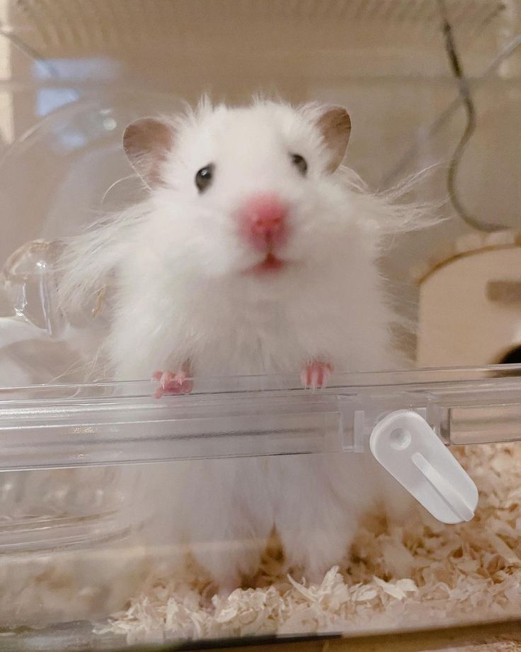 Tweets Of Hamster (@tweetsofhamster) on Twitter photo 