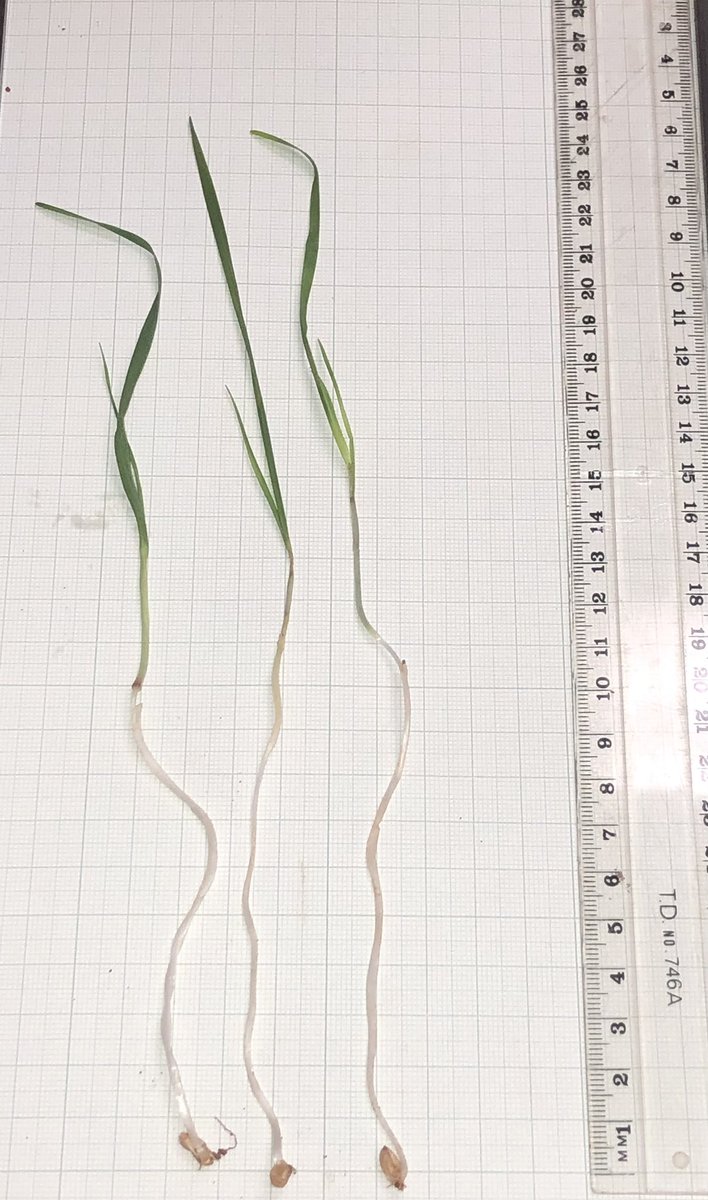 Field experiments being conducted at Condobolin RAS by NSW DPIRD in 2025 as part of the <a href="/theGRDC/">GRDC</a> national project being led by Dr Greg Rebetzke <a href="/CSIRO/">CSIRO</a> ,  highlight the ability of long coleoptile wheats to emerge from sowing depths of 12cm on a red brown loam #longcoleoptilewheats