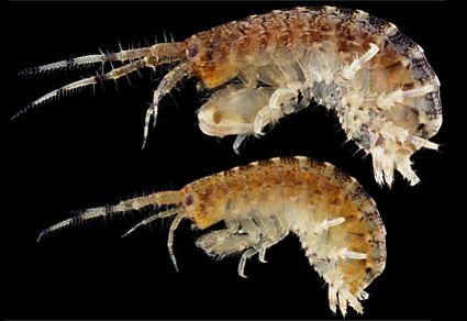 A #newspecies of the #genus #Elasmopus (#Crustacea: #Amphipoda: #Maeridae), from #Honshu, #Japan
#taxonomy
doi.org/10.11646/zoota…