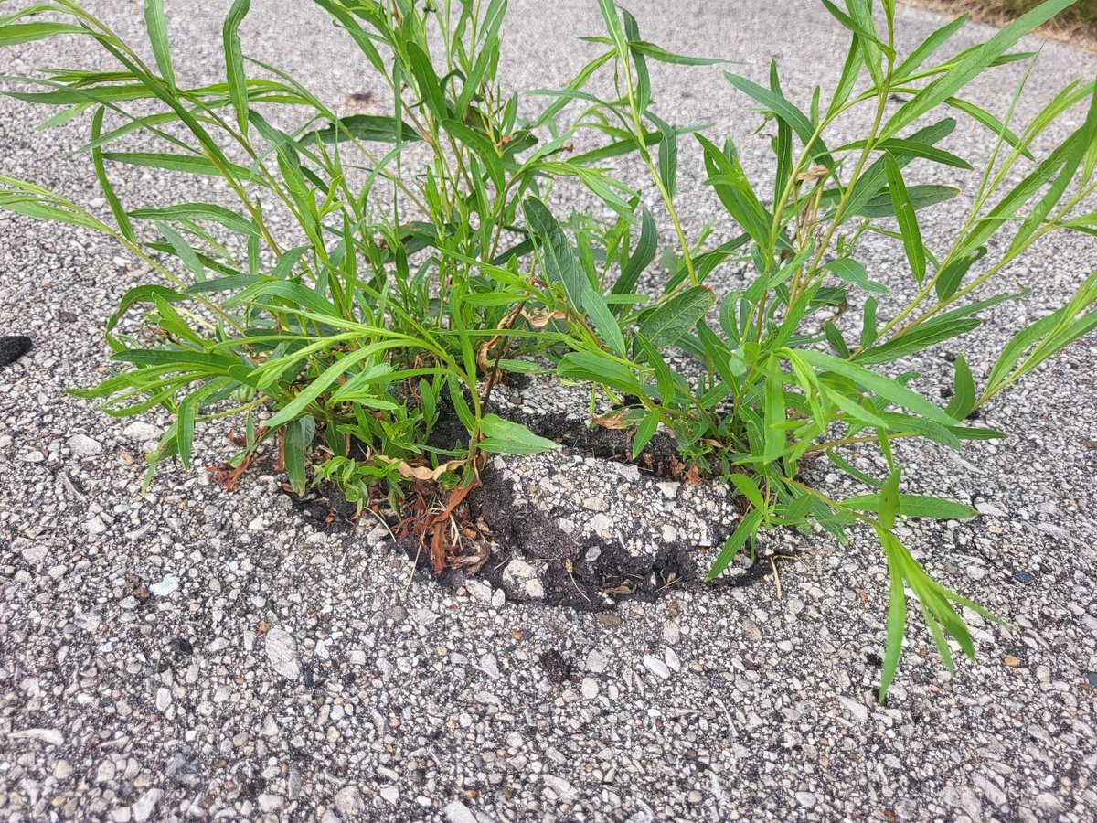 Alita962's tweet photo. Proof that growth can happen anywhere. 🌱
Don’t let anything hold you back! 💪
#GrowThroughIt #Motivation  #KeepGoingUp  #MindsetMatters https://t.co/mNodcXQCrn