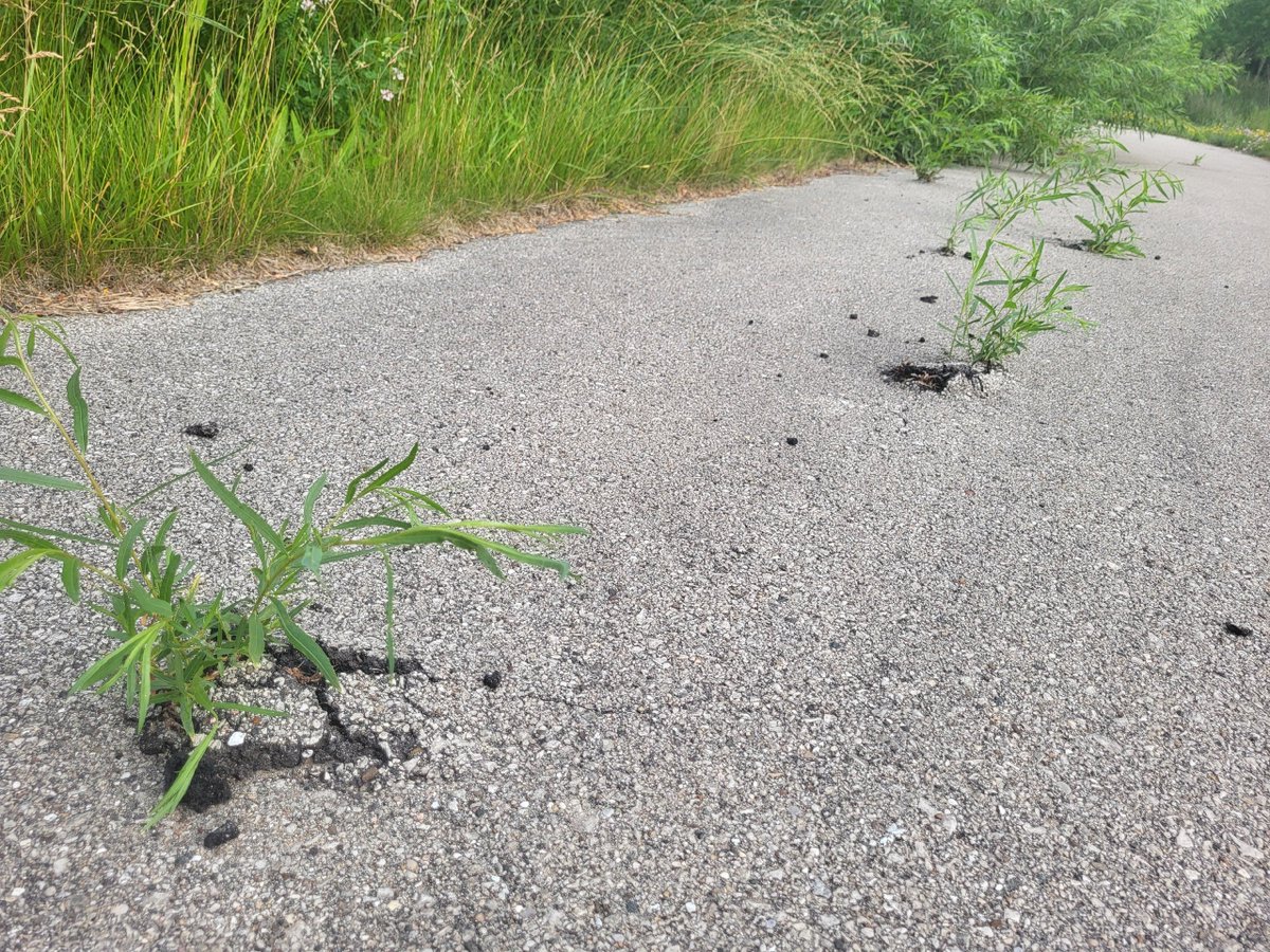 Alita962's tweet photo. Proof that growth can happen anywhere. 🌱
Don’t let anything hold you back! 💪
#GrowThroughIt #Motivation  #KeepGoingUp  #MindsetMatters https://t.co/mNodcXQCrn