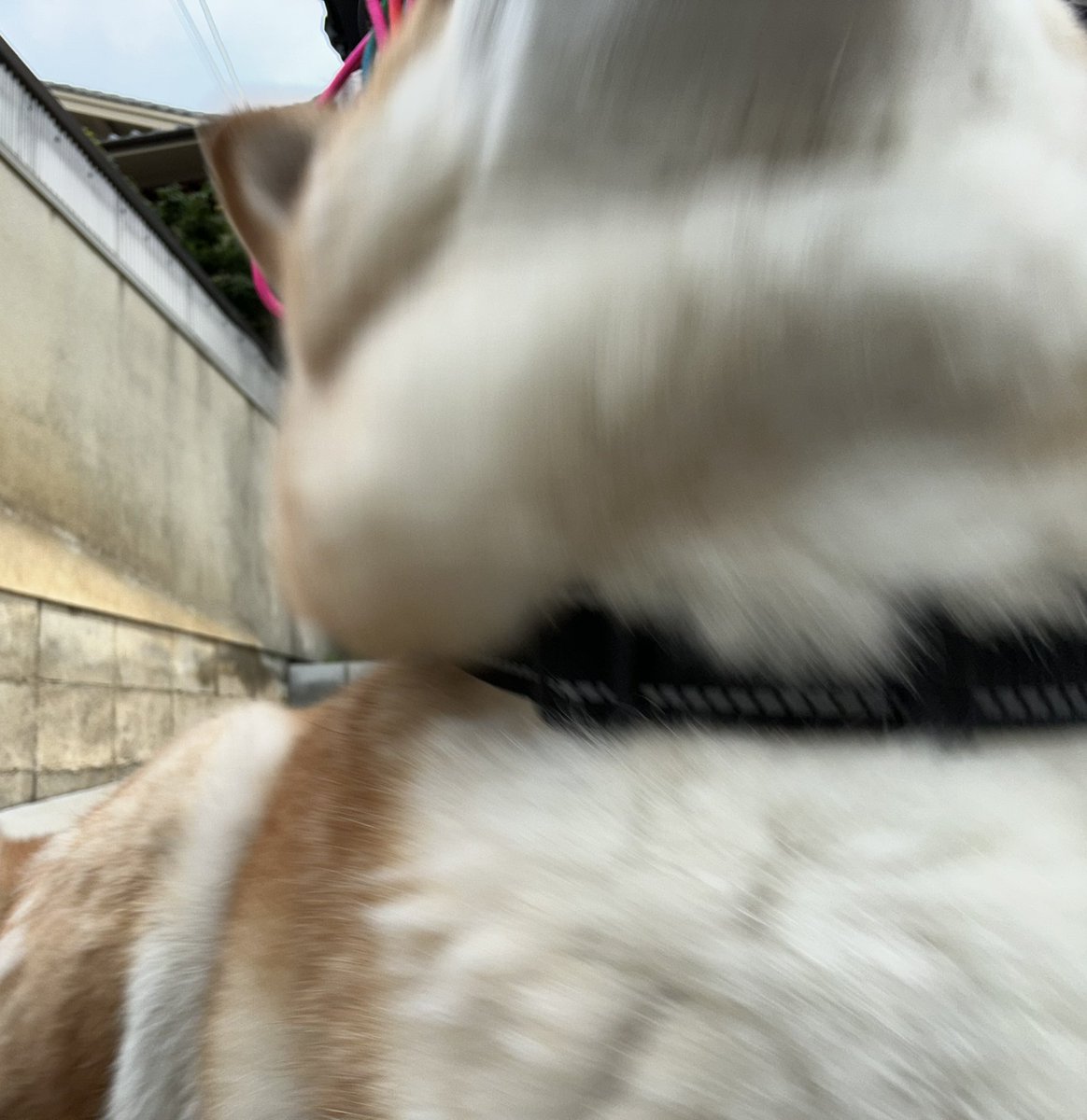 途中から土砂降り散歩でNO💩
まあ、その分今日は時間が短くてヨカッタ。腰痛いし😅
