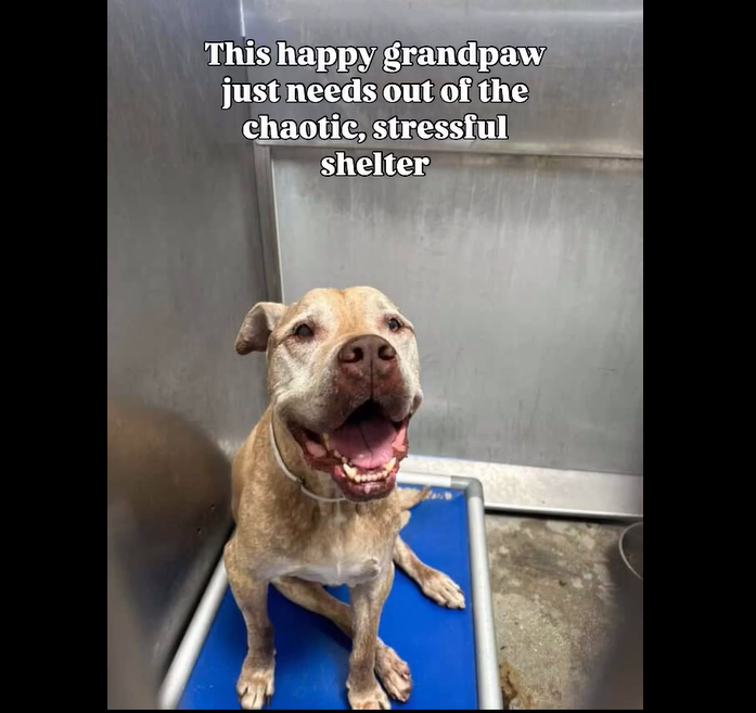 mapleveewesem's tweet photo. 🆘💔🆘 10 yo FRANCO is running out of time at Downey #California ACC. 😱 He's 84 easy to handle lbs. Adoptable, with the adoption fee waived. Also has rescue interest. See thread if you can #FOSTER 🙏
#Pledge info⬇️ #A4884181 https://t.co/0T66nyxfhc