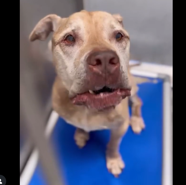 mapleveewesem's tweet photo. 🆘💔🆘 10 yo FRANCO is running out of time at Downey #California ACC. 😱 He's 84 easy to handle lbs. Adoptable, with the adoption fee waived. Also has rescue interest. See thread if you can #FOSTER 🙏
#Pledge info⬇️ #A4884181 https://t.co/0T66nyxfhc