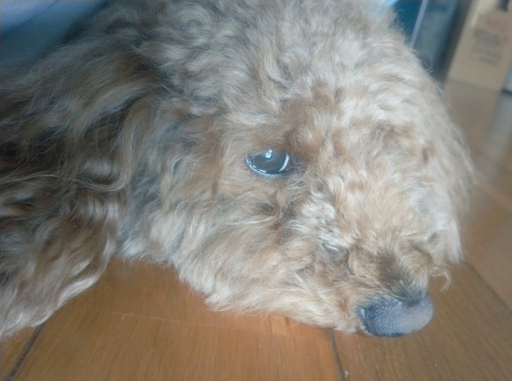 tomouu164529's tweet photo. 廊下で外を見ながら黄昏れてる茶々です😊
ウトウトしてて眠そう🥱💤
#犬好きさんと繋がりたい
#犬のいる幸せ #犬のいる暮らし https://t.co/WYfrLwwZqu